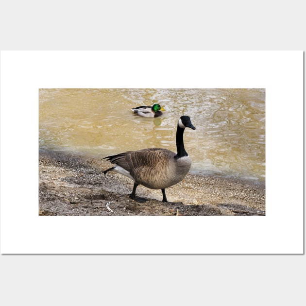 Canada Goose and Mallard Duck At The Beach Wall Art by BackyardBirder